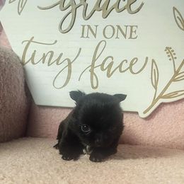 Raven - Black female Chihuahua puppy in Redding, California from Akc ivy league chihuahua .  Com