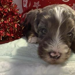 Boy 7 - Merle male Bernedoodle puppy in Perryville, Maryland from Heavenly Heritage Dachshunds and Doods