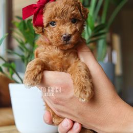 Bernedoodle, Cavapoo, Goldendoodle, Poodle, and Sheepadoodle Puppies from Red Ranch Dogs