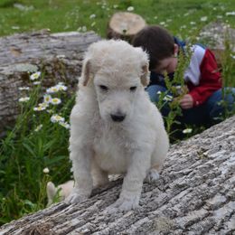 Poodle Puppies from D and D Standard Poodles