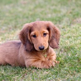 Dachshund Puppies from Mom's Dachshunds