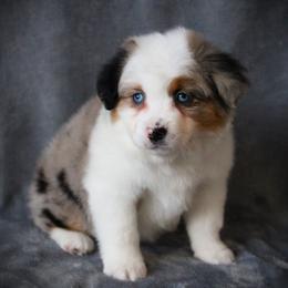 Faith - Blue merle female Miniature Australian Shepherd puppy in Menomonee Falls, Wisconsin from Hunt N Oaks