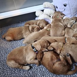 Boy 1 - Golden male Golden Retriever puppy in Albany, Oregon from Sutter Bay Retrievers
