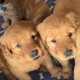 Golden Retriever and Labrador Retriever Puppies from All Around Retrievers