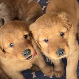 Golden Retriever and Labrador Retriever Puppies from All Around Retrievers