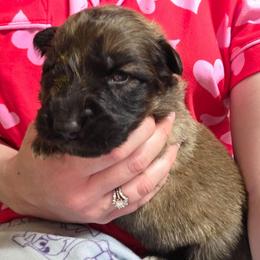 Lime Green Collar Boy - Sable male German Shepherd puppy in Dallas, Pennsylvania from Mountainside German Shepherds