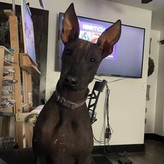 American Hairless Terriers and Xoloitzcuintli from Jodi Zobell's Xoloitzcuintli