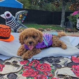 Talia Goldendoodle-Cavapoo - Red female Cavapoo puppy in Dallas, Texas from Halo's Heroes Doodles