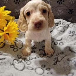 Teddy - Piebald male Dachshund puppy in Leesburg, Ohio from Lees Creek Dachshunds
