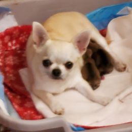 Goldie - Chihuahua