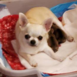 Goldie - Chihuahua