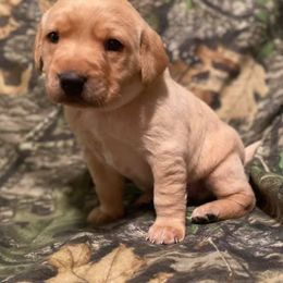 Labrador Retriever Puppies from Waterstone Labradors