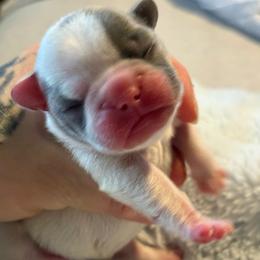 Dior - Cream female French Bulldog puppy in Hemlock, Michigan from Top Billin' Frenchies, LLC