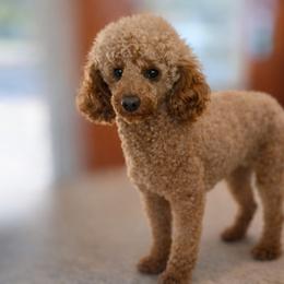 Romeo - Poodle
