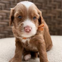 Scooby - Red  male Goldendoodle puppy in Blanchard, Oklahoma from Dream Doodles by Dondi