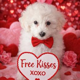 Snow - White male Poodle puppy in Hertford, North Carolina from Heaven Sent Shihpoo's