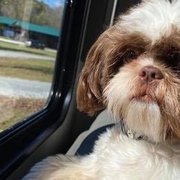 Shih Tzus from Waldrop’s Sassy Shihtzu’s