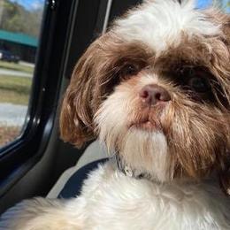 Shih Tzus from Waldrop’s Sassy Shihtzu’s