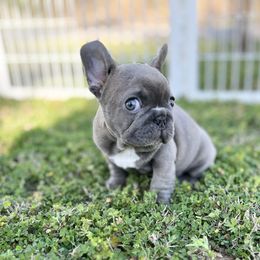 French Bulldog Puppies from Frenchies By Willows Pride
