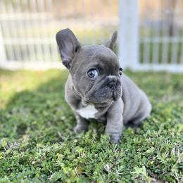 French Bulldog Puppies from Frenchies By Willows Pride