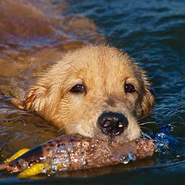 Golden Retriever All Grown Up from Firefly Cottage Golden Retrievers