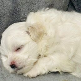 Maltese Puppies from Cheery Pups
