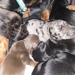 Dachshund Puppies from Dicrocco's Doxies