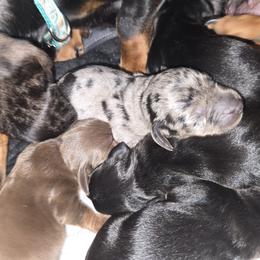 Dachshund Puppies from Dicrocco's Doxies