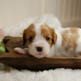 Cavalier King Charles Spaniels and Cavapoos from Dogwood & Sassafras Companions