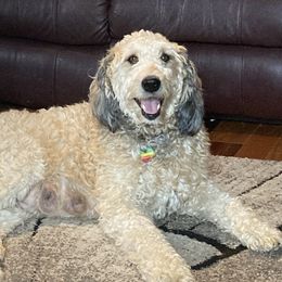 Brystol - Bernedoodle