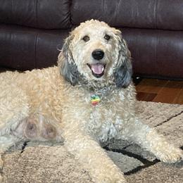 Brystol - Bernedoodle