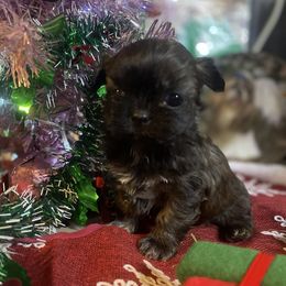 Eva - Black female Shih Tzu puppy in Pleasant Shade, Tennessee from Kuntry Tyme Shih Tzus