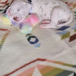 Dalmatian puppies from Skye Dalmatians