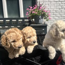 Goldendoodle puppies from Monicah's Goldendoodles