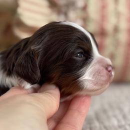 Cherish - Chocolate female Cavapoo puppy in Beckley, West Virginia from By Design Doodles