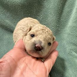 Dream - Cream female Poodle puppy in Azle, Texas from Texas Kissed K9s