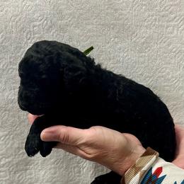 Green collar male - Black male Poodle puppy in Chino Valley, Arizona from Whiskey Row Royals