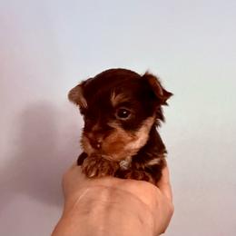 Jasmine - Chocolate, tan and white female Yorkshire Terrier puppy in Jamestown, North Carolina from North Carolina Maltese, Yorkies & Morkies(previously California Maltese, Yorkies & Morkies)