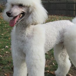 Poodles from Isfahel Kennels