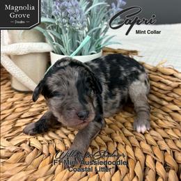 Capri - Mint Collar - Blue merle female Aussiedoodle puppy in Oxford, Alabama from Magnolia Grove Doodles