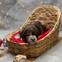 Tortellini - Merle female Goldendoodle puppy in Williamson, New York from Lakeside Doodles