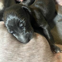 Girl 1 - Black female Greyhound puppy in Cedar Glen, California from Hook Creek Farms