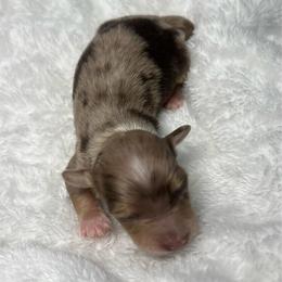 Blue - Dapple male Dachshund puppy in Miami, Florida from Maitime Dachshund