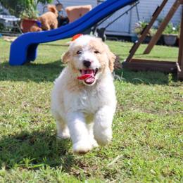 Butterball - Parti male Goldendoodle puppy in Summerton, South Carolina from Lake Marion Kennels