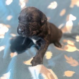 Lucius (Green Collar) - Black male Cane Corso puppy in Stilwell, Oklahoma from Killing Joke Kennels