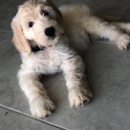 Goldendoodle Puppies from Gardenia Goldens and Goldendoodles