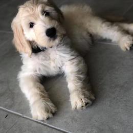 Goldendoodle Puppies from Gardenia Goldens and Goldendoodles
