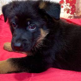 Ellax - Black and red female German Shepherd puppy in Yorkville, Illinois from Vom Archbold Haus World Class German Shepherds