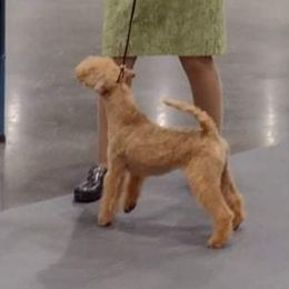 Giant Schnauzer and Lakeland Terrier Puppies from Lazy VL Lakelands