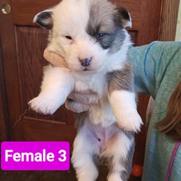 Pembroke Welsh Corgi Puppies from McGraw's Paws 🐾